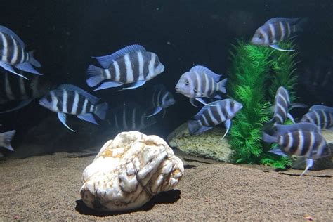 Cichlid Care Guide: Tank Setup, Breeding & Species Tips .